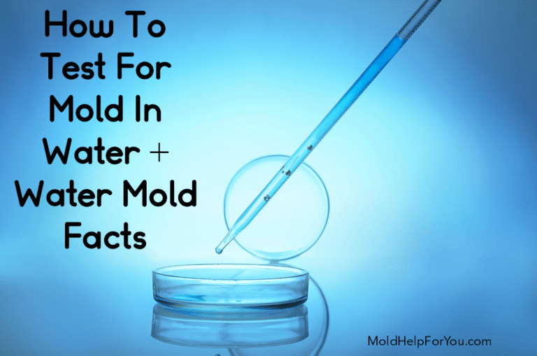 How To Test For Mold In Water + Water Mold Facts