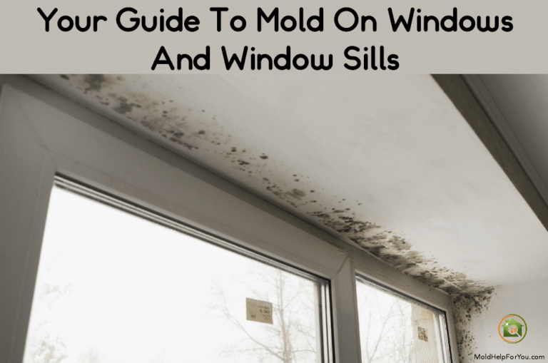 Your Guide To Mold On Windows And Window Sills