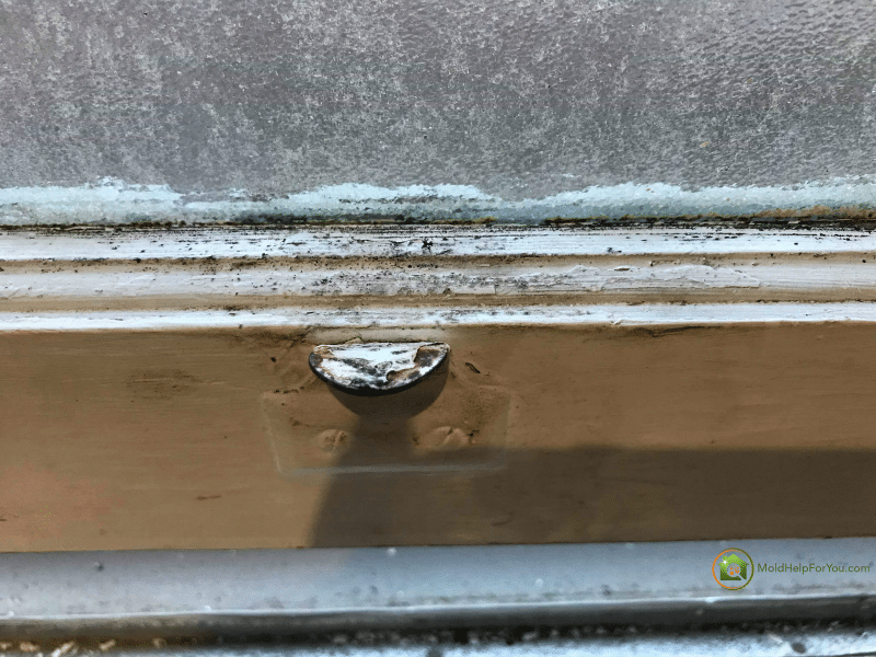 Window mold on a wooden window frame. Also condensation on the window