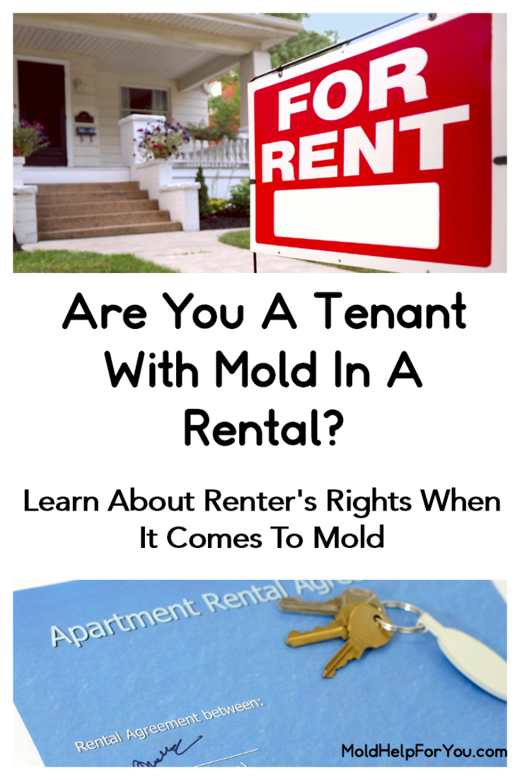 Mold In A Rental? Landlord Won't Fix The Mold Problem? A Guide To Mold