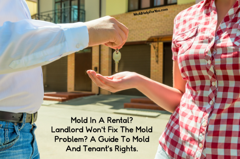 Mold In A Rental? Landlord Won’t Fix The Mold Problem? A Guide To Mold And Tenant’s Rights.