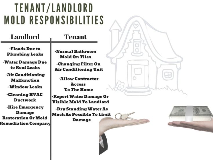 Mold In A Rental? Landlord Won't Fix The Mold Problem? A Guide To Mold
