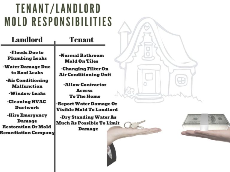 Mold In A Rental? Landlord Won't Fix The Mold Problem? A Guide To Mold And Tenant's Rights