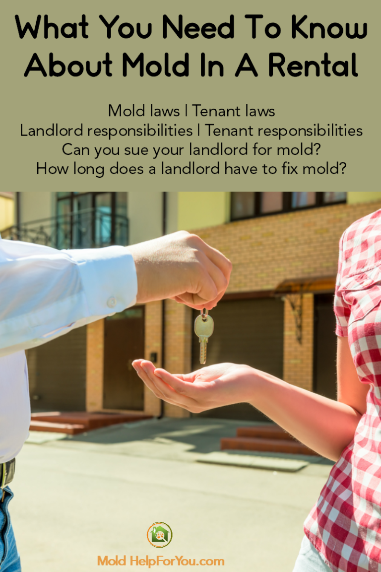 Mold In A Rental? Landlord Won't Fix The Mold Problem? A Guide To Mold