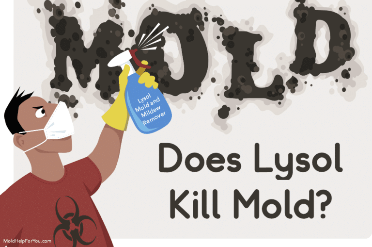 Does Lysol Kill Mold?