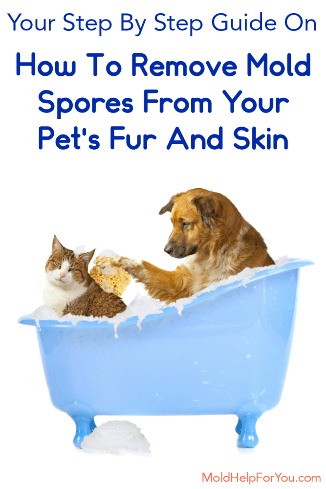 Pets and Mold How To Test For and Treat Mold On Animal Fur Mold Help For You