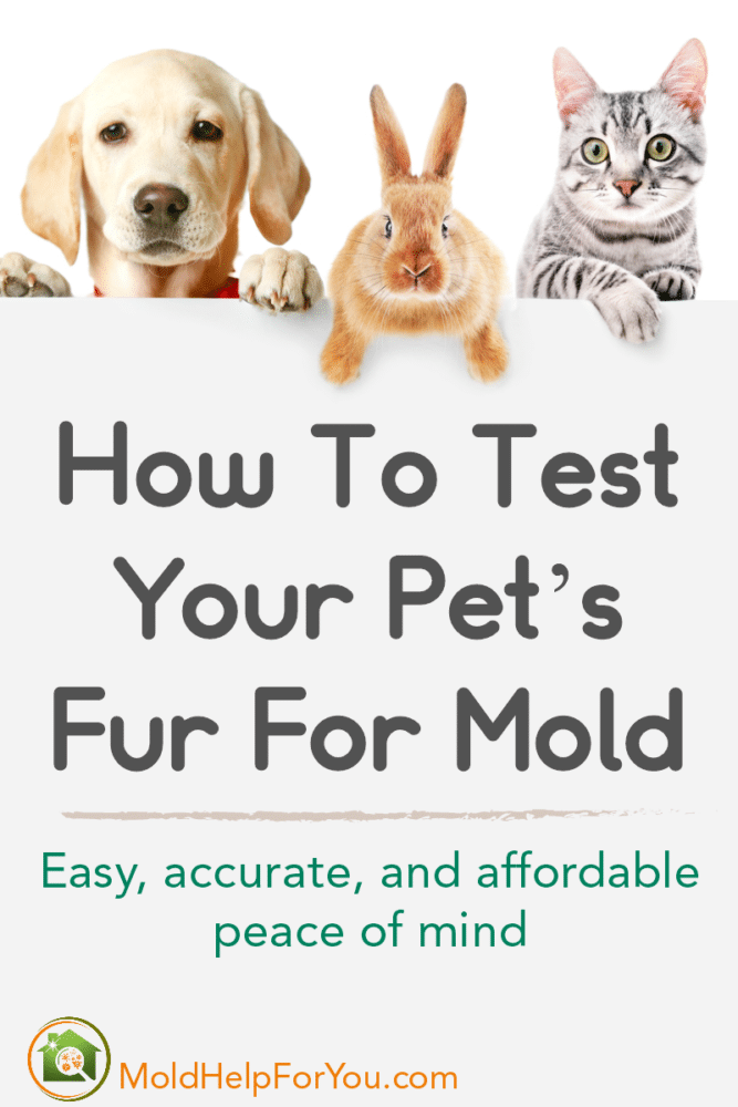 A golden lab puppy, a peach bunny, and a striped kitten holding a sign that says How To Test Your Pet's Fur For Mold