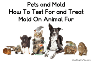 A collage of various housepets with the title "how to test for and treat mold on animal fur" written in black