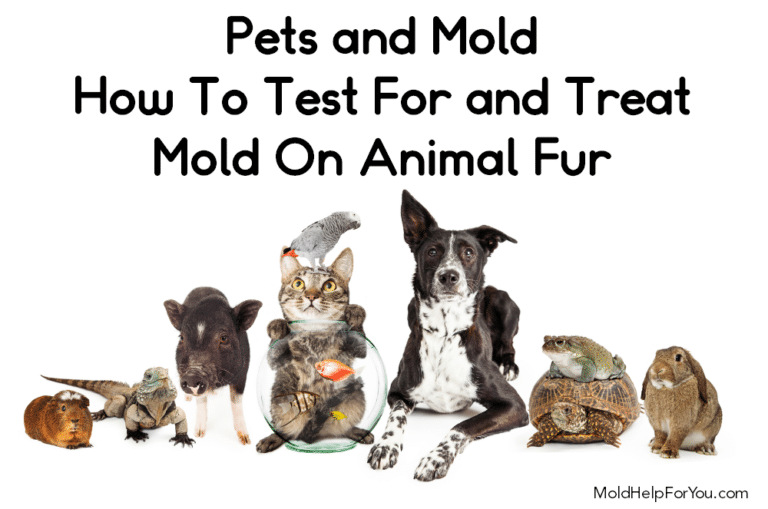 Pets and Mold – How To Test For and Treat Mold On Animal Fur