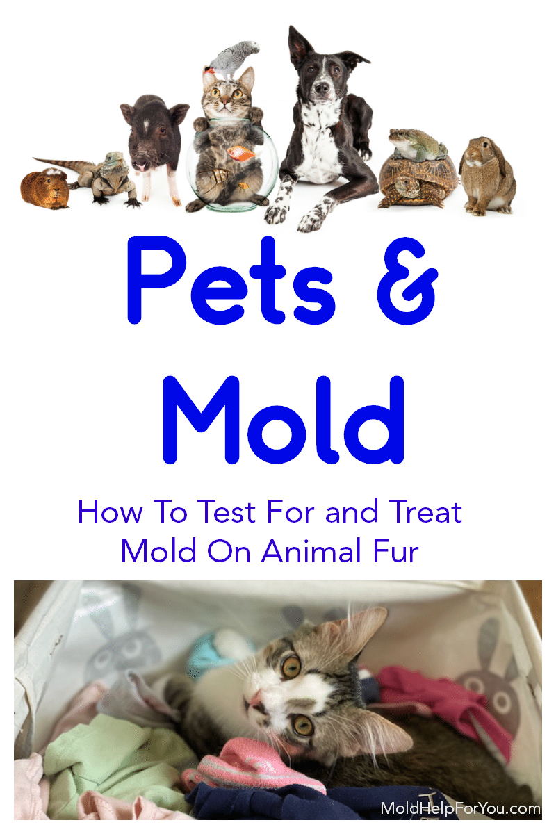 A collage of various housepets with the title "how to test for and treat mold on animal fur" written in black