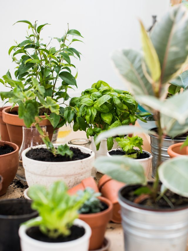 How to Prevent & Remove Mold in Houseplants