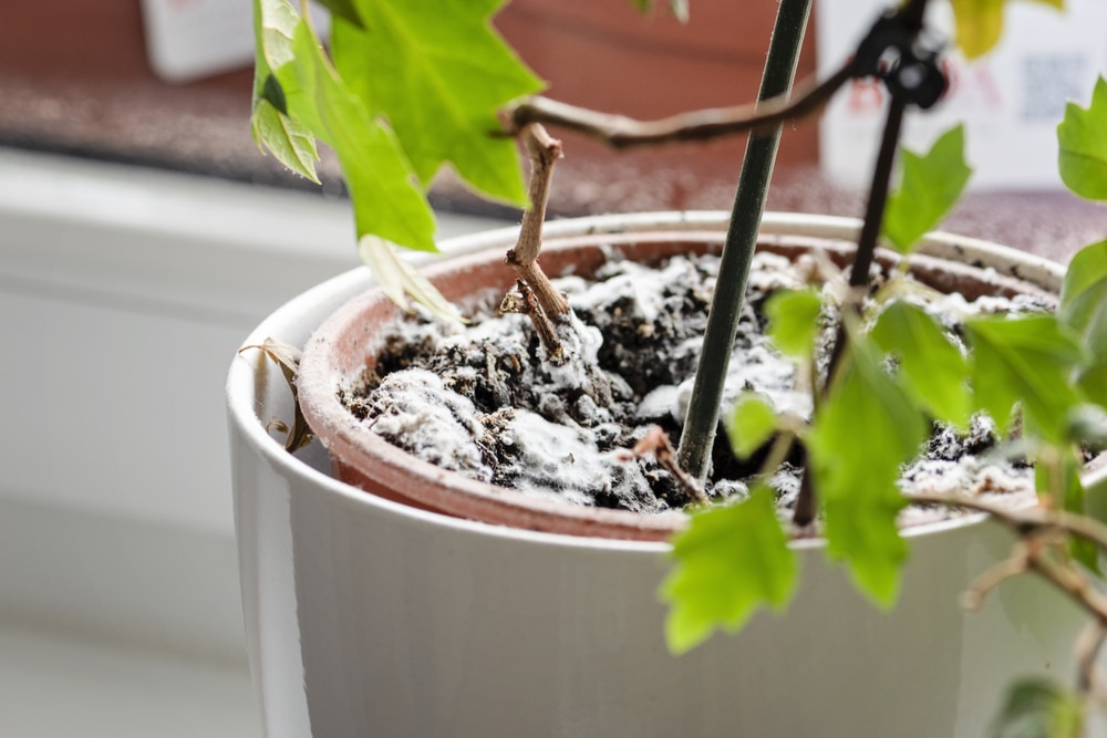 How to Prevent & Remove Mold in Houseplants  Mold Help For You