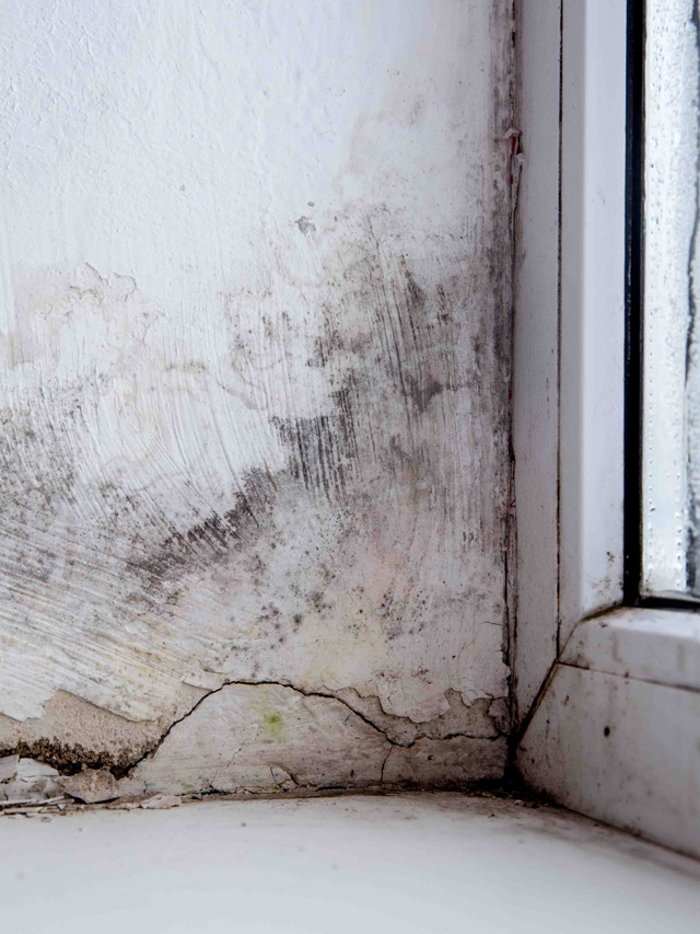 Prevent & Remove Mold on Windows and Window Sills