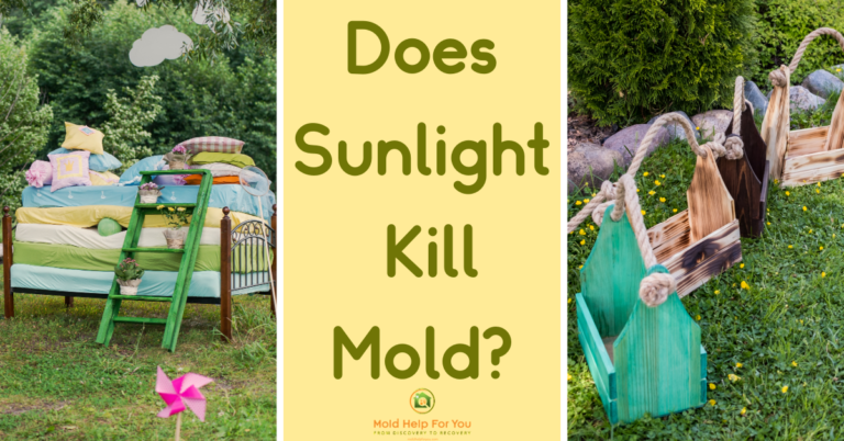 Does Sunlight Kill Mold?