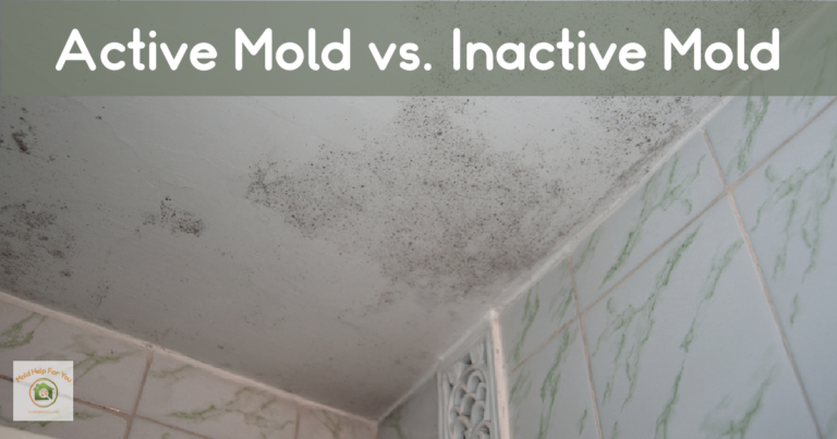 Active Mold vs. Inactive Mold